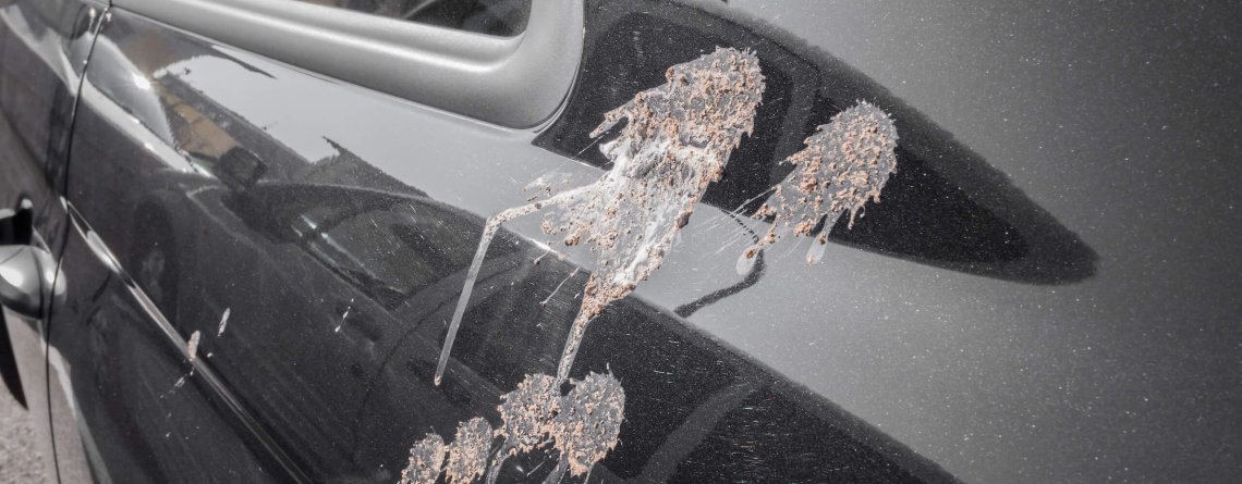 birds dirty on car